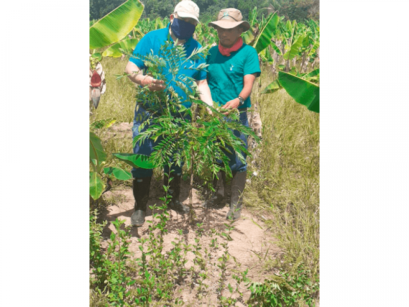Más de 181 mil beneficiados por procesos de restauración ambiental en el sur del Tolima 